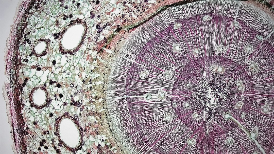 Scalp Health and Hair Growth: How Inflammation Affects Hair Follicles